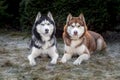 Portrait Siberian husky dogs in winter European Park.