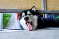 Portrait of siberian husky looking at camera on the floor