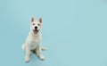 Portrait siberian husky puppy dog sitting with a happy expression. Isolated on blue background