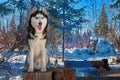 Portrait siberian husky sitting on stump in winter forest. Snow forest landscape with dog on frosty sunny day with blue sky.