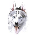 Portrait of siberian husky in watecolors