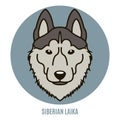 Portrait of Siberian Laika