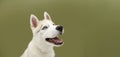 Portrait siberian puppy dog looking sideways. Isolated colored green background