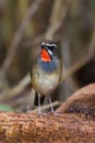 Portrait of Siberian Rubythroat