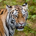 Portrait of a Siberian tiger or Amur tiger looking at you Royalty Free Stock Photo
