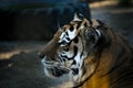 The portrait of Siberian tiger Panthera tigris altaica, or Amur tiger, at sunset Royalty Free Stock Photo