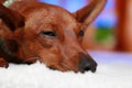 Portrait of a sick dog on white. The face of a sickly pet. Royalty Free Stock Photo