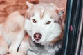 Portrait of sick husky dod lying in hall