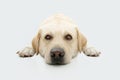 Portrait sick, tired labrador retriever dog lying down. Isolated on white background Royalty Free Stock Photo