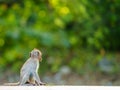 Portrait, Side view Little brown monkey or Macaca sit vacant alone, It look back and turned away, use your think and imagination, Royalty Free Stock Photo