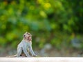 Portrait, Side view Little brown monkey or Macaca sit vacant alone, it looks forward with hope, use your think and imagination, Royalty Free Stock Photo