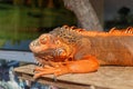 Portrait side view Red iguana on the wood. Focus on head and front of body with legs. Close-up, Face of the red iguana. Iguana Red Royalty Free Stock Photo