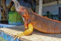 Portrait side view Red iguana on the wood. Focus on head and front of body with legs. Close-up, Face of the red iguana. Iguana Red Royalty Free Stock Photo