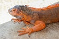 Portrait side view Red iguana on the wood. Focus on head and front of body with legs. Close-up, Face of the red iguana. Iguana Red Royalty Free Stock Photo