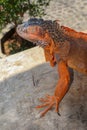 Portrait side view Red iguana on the wood. Focus on head and front of body with legs. Close-up, Face of the red iguana. Iguana Red Royalty Free Stock Photo