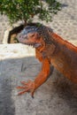 Portrait side view Red iguana on the wood. Focus on head and front of body with legs. Close-up, Face of the red iguana. Iguana Red Royalty Free Stock Photo