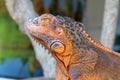 Portrait side view Red iguana on the wood. Focus on head and front of body with legs. Close-up, Face of the red iguana. Iguana Red Royalty Free Stock Photo