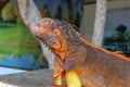 Portrait side view Red iguana on the wood. Focus on head and front of body with legs. Close-up, Face of the red iguana. Iguana Red Royalty Free Stock Photo