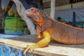 Portrait side view Red iguana on the wood. Focus on head and front of body with legs. Close-up, Face of the red iguana. Iguana Red Royalty Free Stock Photo