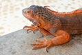 Portrait side view Red iguana on the wood. Focus on head and front of body with legs. Close-up, Face of the red iguana. Iguana Red Royalty Free Stock Photo