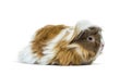 Portrait Side view of a tri colored long haired Guinea pig Royalty Free Stock Photo