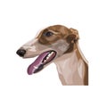 Portrait of sighthound dog