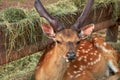 Portrait of sika deer. Spotted deer resting near feeder with hay