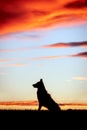 Portrait of the silhouette of a dog in front of a cloudy dusk or dawn Royalty Free Stock Photo