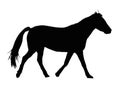 Portrait Silhouette of Large Horse Galloping Royalty Free Stock Photo