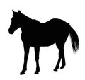 Portrait Silhouette of Large Horse Standing