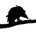 Portrait Silhouette of Large Vulture on Branch