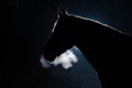 Portrait of silhouette lines an adult horse against a dark background.