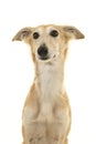 Portrait of a silken windsprite dog looking away on a white background Royalty Free Stock Photo