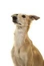 Portrait of a silken windsprite dog looking up on a white background Royalty Free Stock Photo