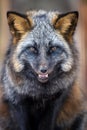 Portrait silver Fox, beautiful animal on dark background