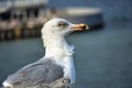 Portrait of a silver gull on the Baltic Sea coast i Royalty Free Stock Photo