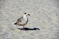 Portrait of a silver gull on Sandy beach on the Baltic Sea coast Royalty Free Stock Photo