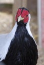 Portrait of a silver pheasant, part of animal in front Royalty Free Stock Photo