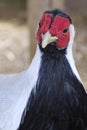 Portrait of a silver pheasant, part of animal in front Royalty Free Stock Photo