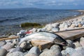 Portrait of silver sea trout fishing trophy Royalty Free Stock Photo