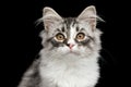 Silver Siberian kitten on isolated black background Royalty Free Stock Photo