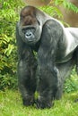 Portrait of silverback gorilla