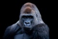 Portrait of silverback gorilla with black background Royalty Free Stock Photo
