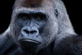 Portrait of silverback gorilla with black background Royalty Free Stock Photo