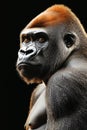 Portrait of a Silverback Gorilla On a Dramatic Black Background, Wildlife Photography Royalty Free Stock Photo