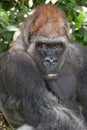 Portrait of a Silverback Gorilla Royalty Free Stock Photo