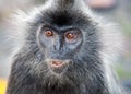 Portrait Silvered leaf monkey Trachypithecus cristatus or Silvery lutung silver leaf monkey. Silvery langur Malaysia Royalty Free Stock Photo