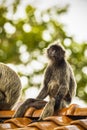 Portrait Silvered leaf monkey Trachypithecus cristatus or Silvery lutung silver leaf monkey. Royalty Free Stock Photo