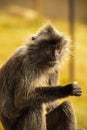 Portrait Silvered leaf monkey Trachypithecus cristatus or Silvery lutung silver leaf monkey. Royalty Free Stock Photo