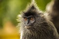 Portrait Silvered leaf monkey Trachypithecus cristatus or Silvery lutung silver leaf monkey. Royalty Free Stock Photo